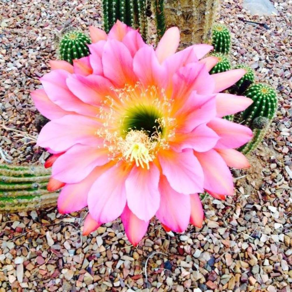 Meet your Posher, Nekole